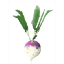 Turnip