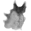 Wolf pelt